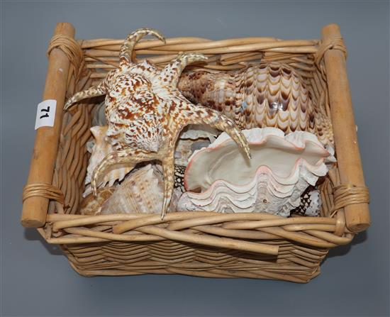 A quantity of sea shells